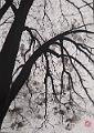 encre de chine_0029